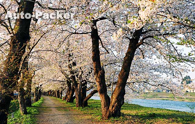 角館　桧木内川堤の桜並木