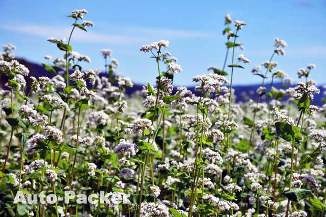蕎麦の花