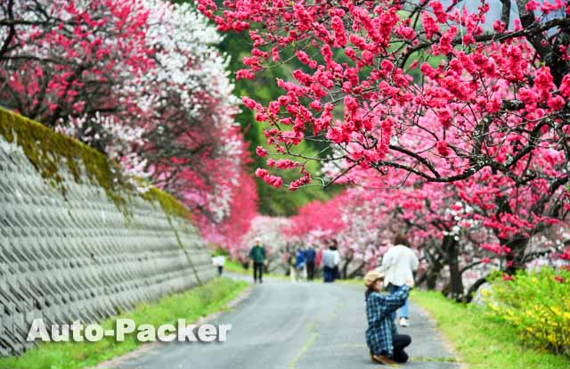 花桃の里　撮影ポイント