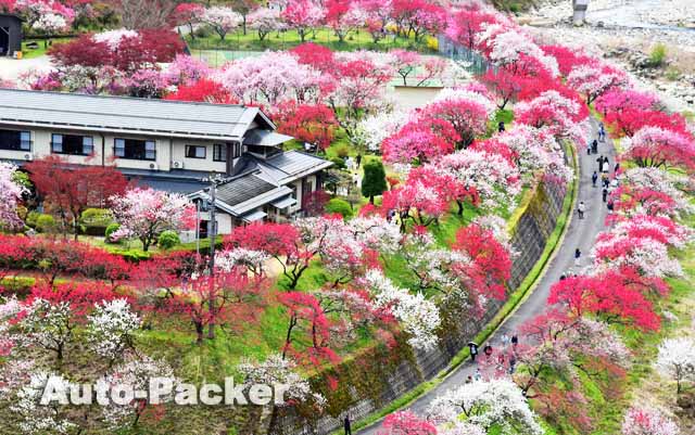 花桃の里　撮影ポイント