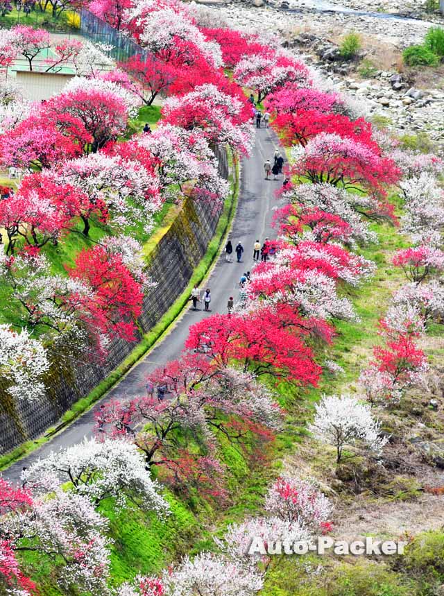 花桃の里