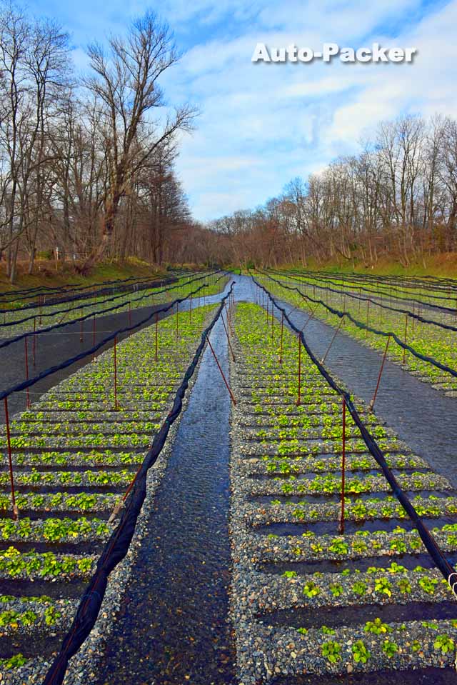 大王わさび農場