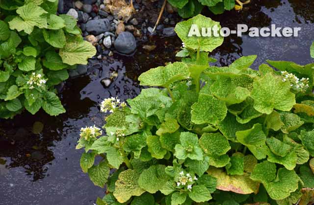 わさびの花