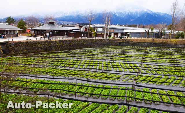 大王わさび農場