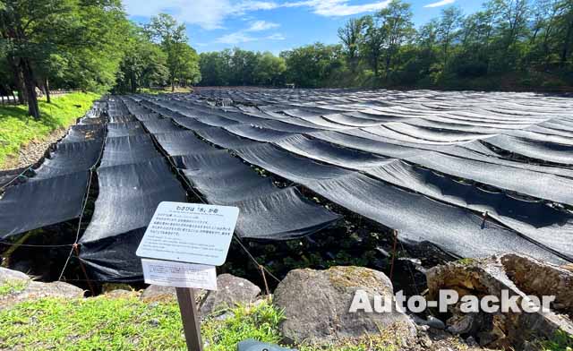 大王わさび農場