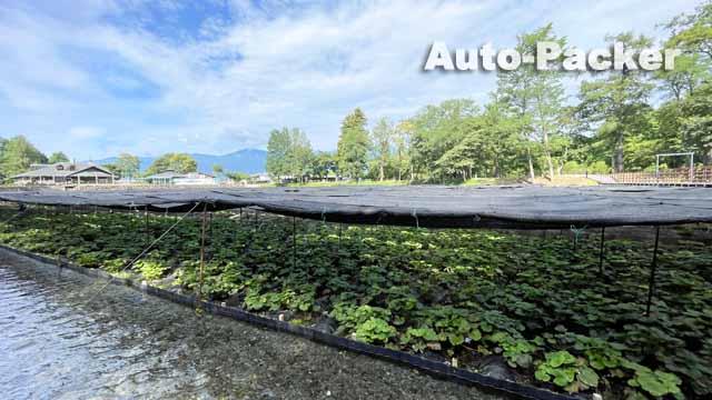 大王わさび農場