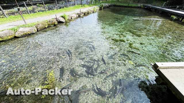 大王わさび農場