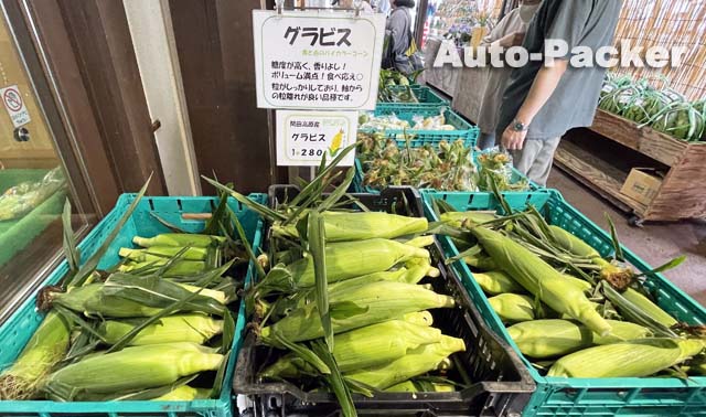 開田高原のとうもろこし