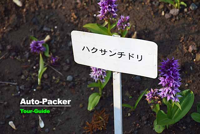 利尻島　高山植物展示園