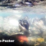 カラフトマスの遡上を水中カメラで激写。手の感覚がなくなるほど水は冷たい。