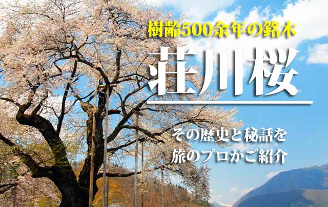 荘川桜の歴史とエピソード