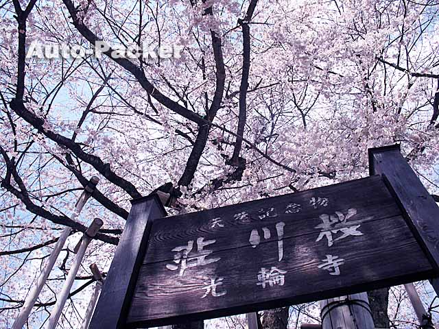 荘川桜
