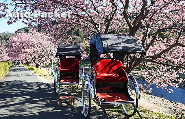 みなみの桜と菜の花まつり