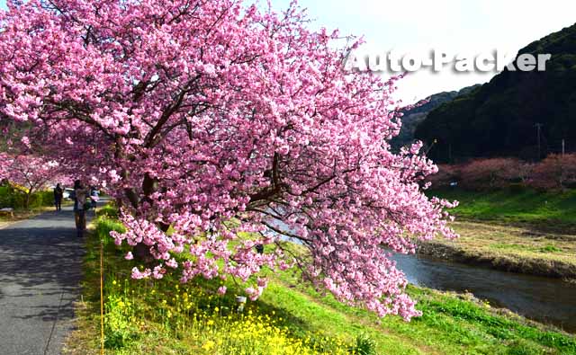 みなみの桜と菜の花まつり