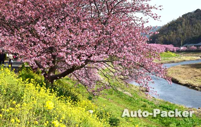 河津桜