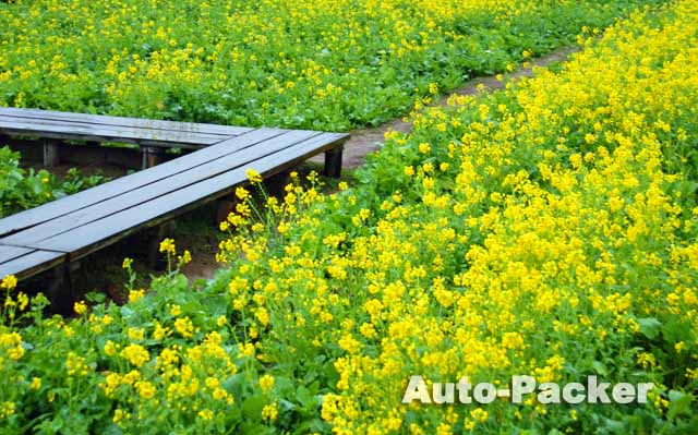 みなみの桜と菜の花まつり