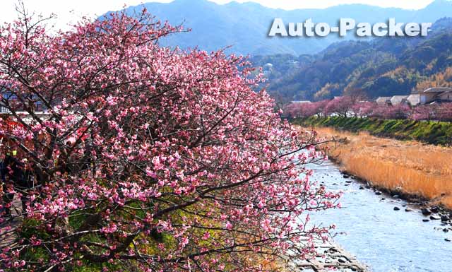 河津桜まつり