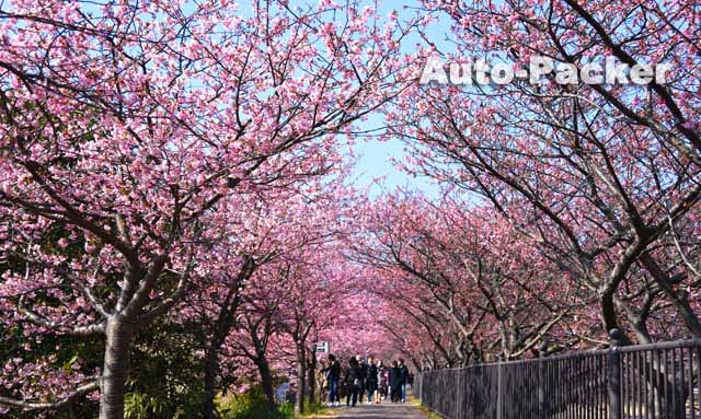 河津桜まつり