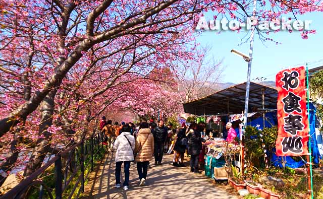河津桜祭り