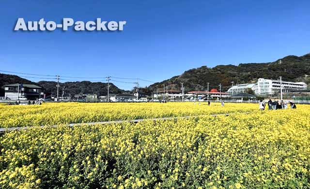みなみの桜と菜の花まつり