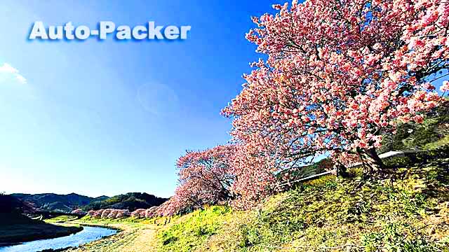 みなみの桜と菜の花まつり