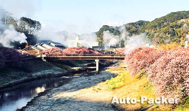 みなみの桜と菜の花まつり
