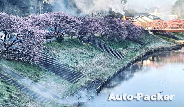 みなみの桜と菜の花まつり