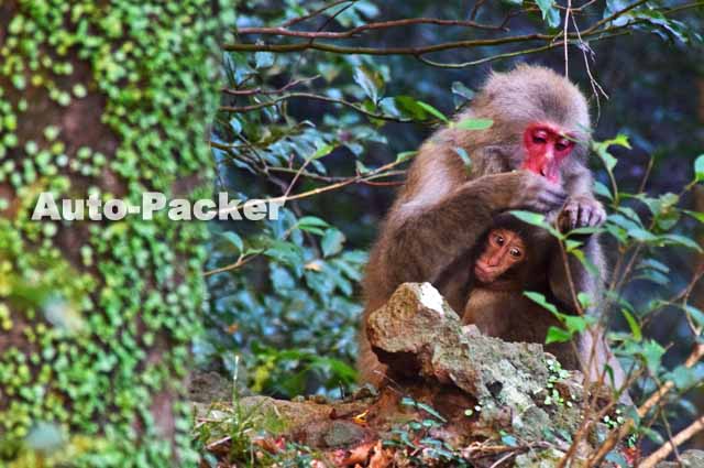 寒霞渓 ニホンザル