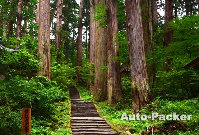 羽黒山の杉並木
