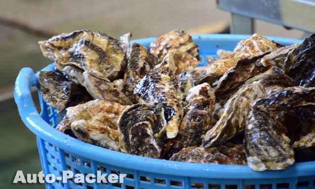 日生の牡蠣