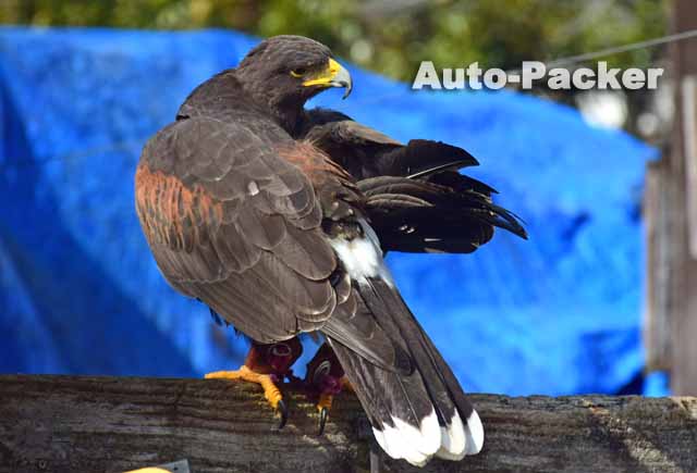 モモアカノスリ　たけぞう茶屋のワシ