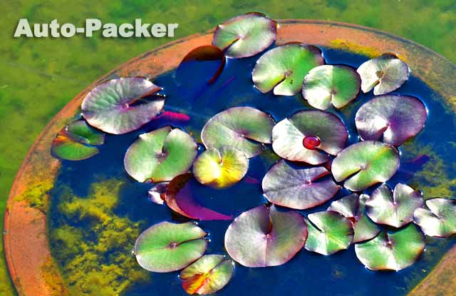 倉敷アイビースクエア　モネの睡蓮