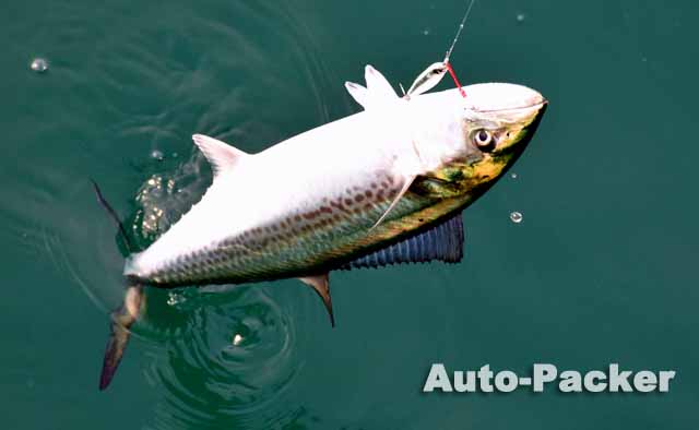 ルアー釣り サゴシ