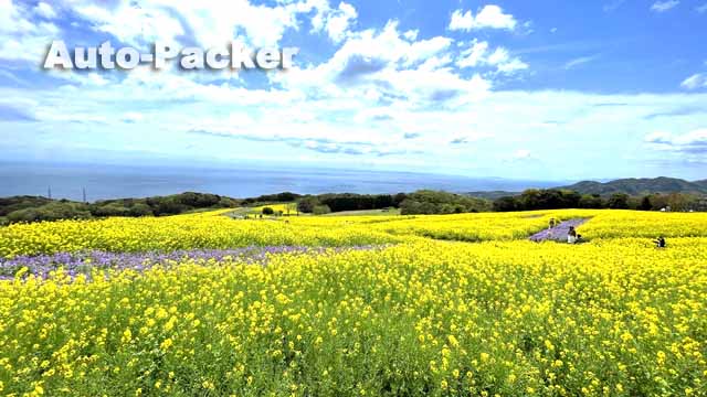 兵庫県立公園あわじ花さじき