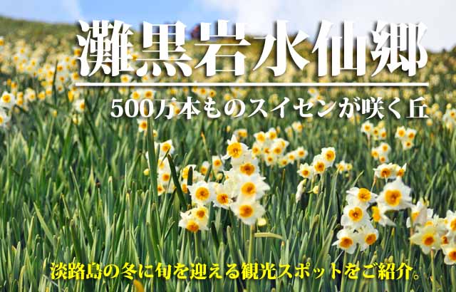 灘黒岩水仙郷 　淡路島