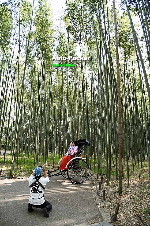 竹林の散策路