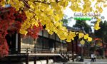 仁和寺は、インスタ映えする京都の古刹【クルマ旅のプロが解説】　　