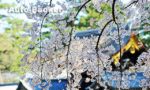 「京都御苑」は、マイカーでも行きやすい京都随一の無料寛ぎスポット【クルマ旅のプロが解説】