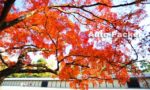 宮中を無料開放している「京都御所」は、京都市内のベスト観光スポット【クルマ旅のプロが絶賛！】