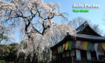 豊臣秀吉ゆかりの桜の名所「醍醐寺」