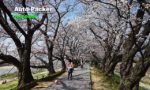 京都の桜名所を2泊3日でめぐる、車中泊ベストコースガイド【クルマ旅のプロが解説】