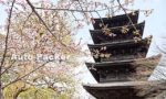 世界遺産「東寺」は、京都に残る空海ゆかりの地
