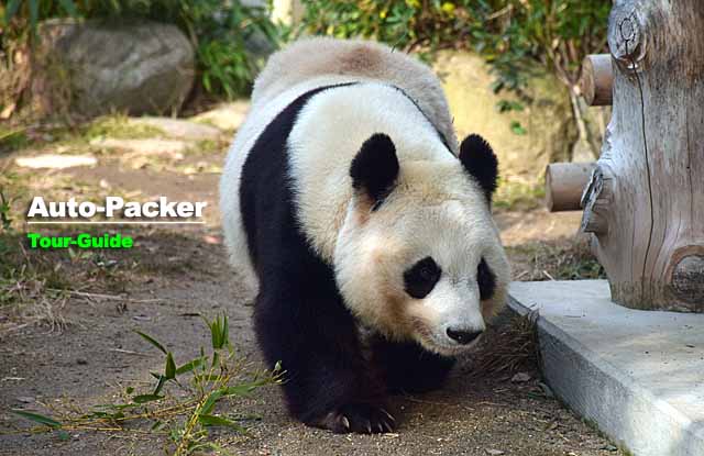 ジャイアントパンダ