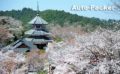 吉野山の桜　見頃・見どころ・マイカーアクセスガイド