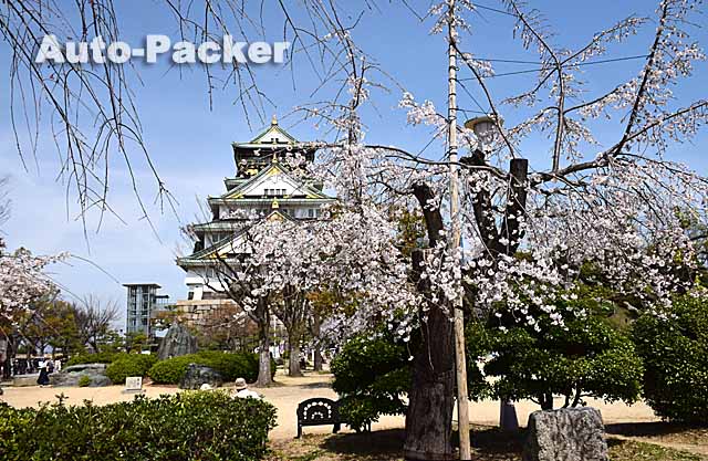 大坂城の桜スポット