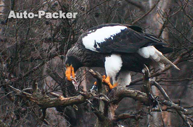 山本山のオオワシ