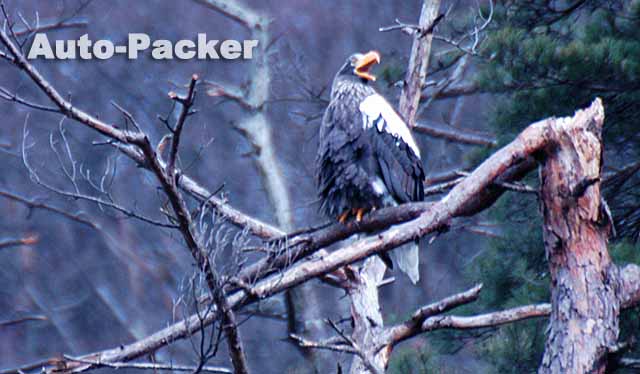 琵琶湖のオオワシ