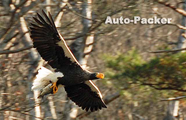 琵琶湖のオオワシ　