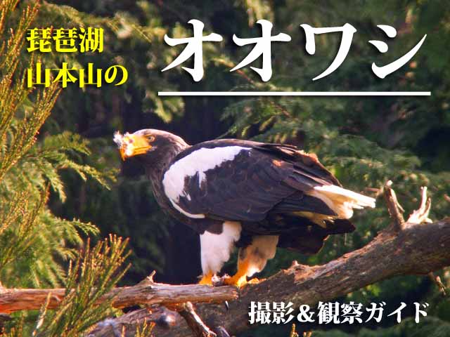 山本山　オオワシ