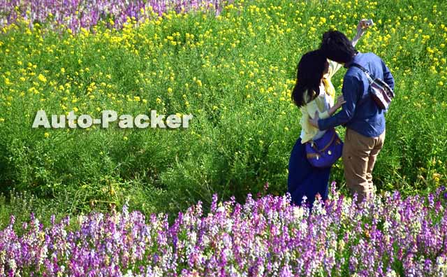 兵庫県立公園あわじ花さじき